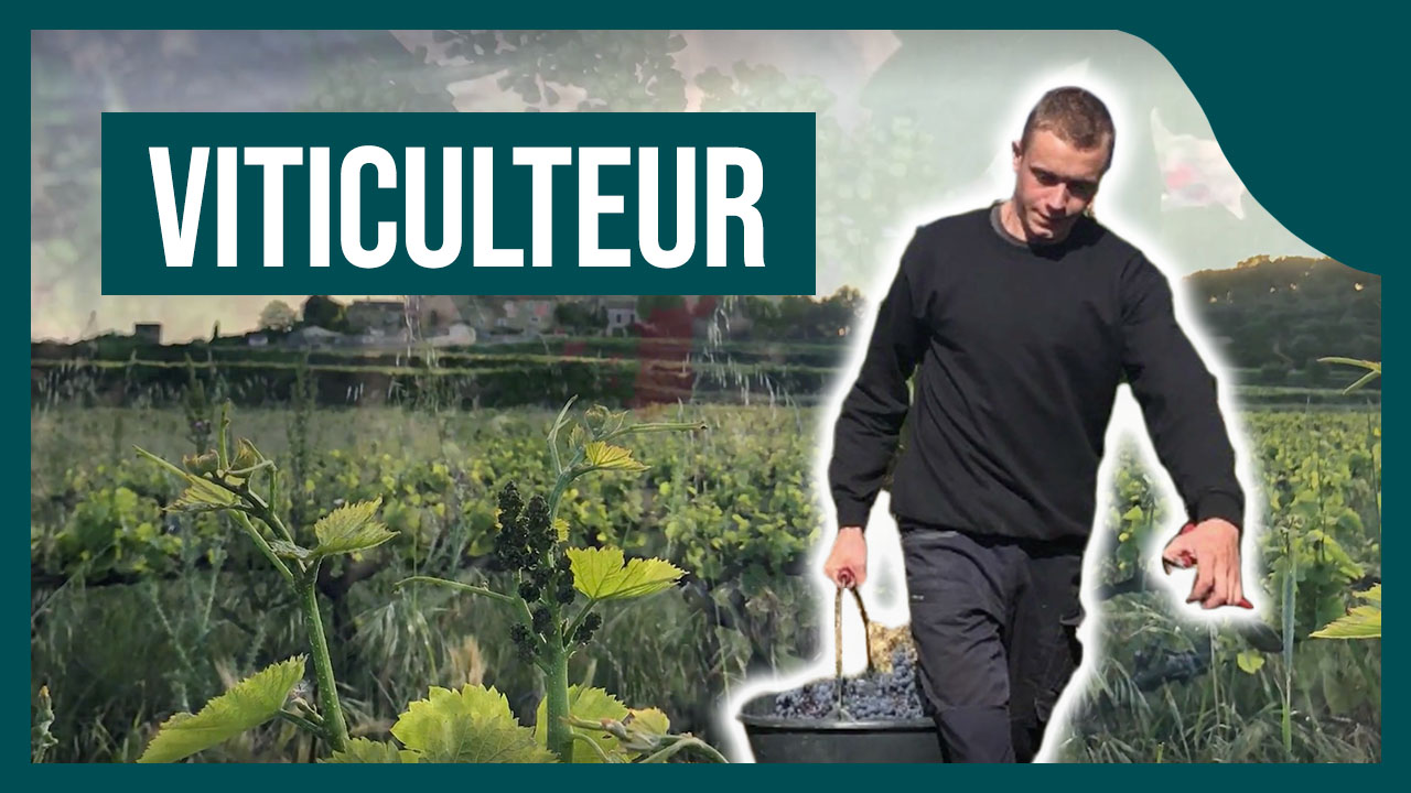 Formation métier viticulteur dans le champagne