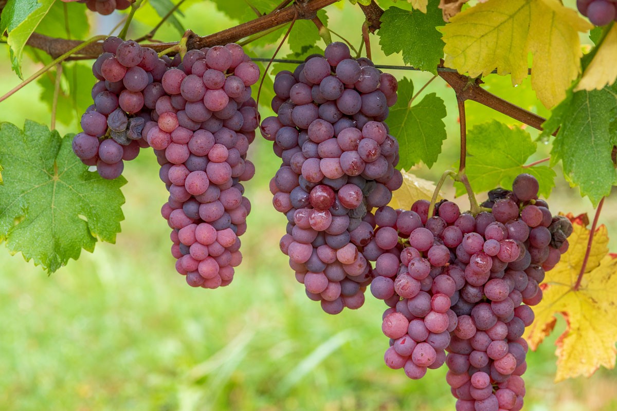 Maladie de la vigne en Champagne – Engrais et produit biostimulant